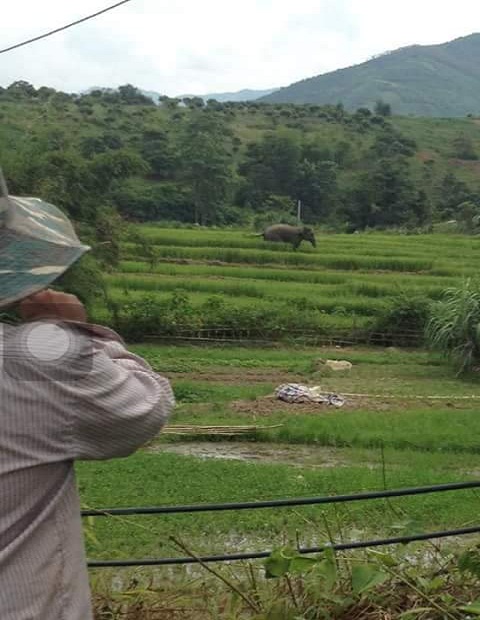 
Voi đi qua ruộng lúa của bà con bản Nà Lìu. Ảnh: Sonla24h
