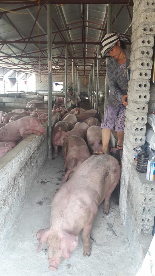 Người nuôi lợn đang chịu lỗ khi phải đẩy lợn đi với giá 20.000 - 27.000 đồng/kg lợn hơi. Ảnh: HP