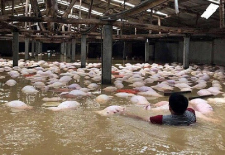 Số lợn chết sẽ dùng thuyền đưa vào bờ tiêu hủy để đảm bảo môi trường