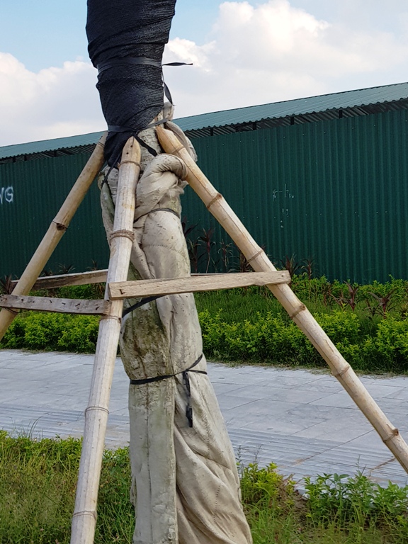 
Dù được bao bọc bởi lớp chăn bông kỹ càng nhưng cây vẫn bị chết.
