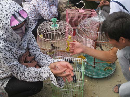 Chim, thú nuôi, cây cảnh Thành phố Vinh - Nghệ An - Hà Tĩnh | ChoVinh.com