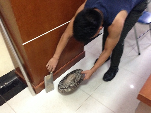 Dao - thớt, hai vật dụng rơi từ trên cao xuống tại chân tòa nhà HH2B Linh Đàm, Hà Nội.