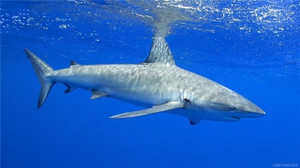 
Hàng triệu con cá mập với đủ loại kích cỡ bị giết chỉ để lấy vây.
