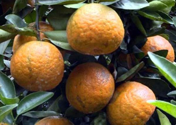 Cam Hà Giang có vỏ sần sùi.
