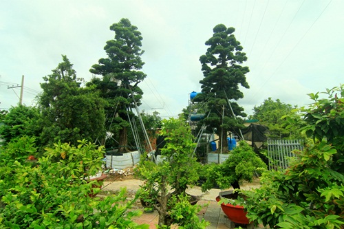 
Bốn cây Tùng Vạn Niên của ông Thông cao vút, nổi bật nhất giữa vườn cây kiểng.
