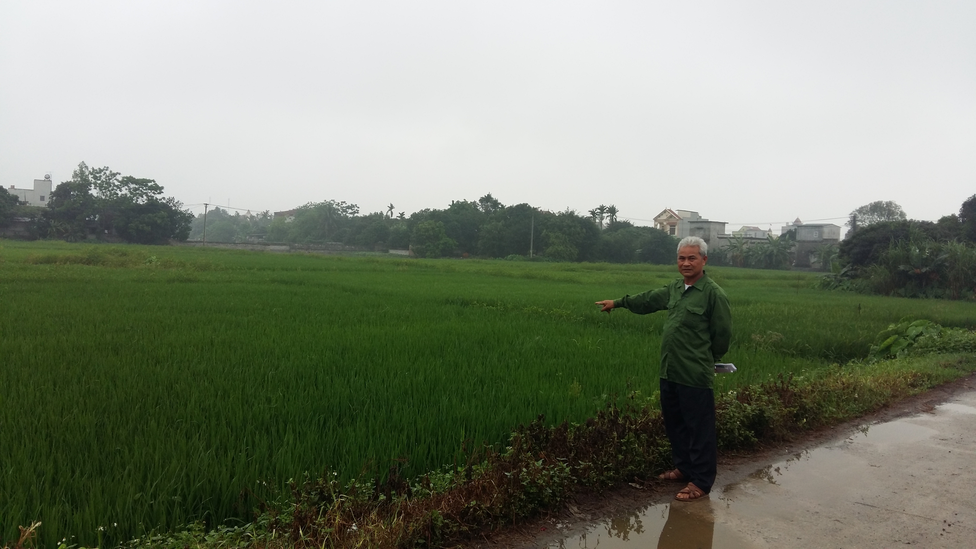 Người dân lo lắng cánh đồng lúa rộng lớn sẽ bị thu hồi để bán đấu giá. Ảnh: Đỗ Lực
