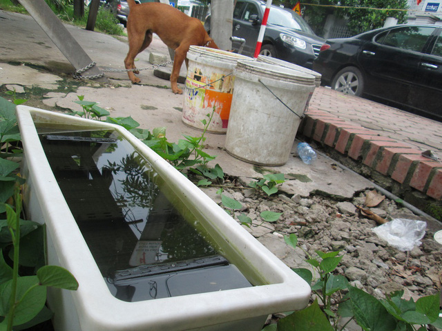 Những vật dụng chứa nước không sử dụng lâu ngày là môi trường cho loăng quăng, bọ gậy trú ngụ (ảnh chụp tại ngõ 553 Giải Phóng, quận Hoàng Mai. Ảnh: T.G