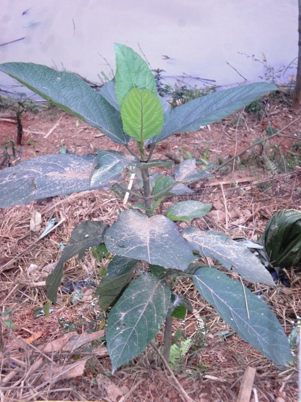 Một trong rất nhiều cây thuốc quý được mà cụ Than mang về trồng trong vườn nhà có tác dụng chữa bệnh tốt.