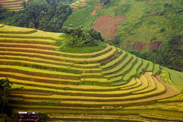 
Bức tranh đầy màu sắc được vẽ bởi nhịp sinh trưởng của cây lúa nước gieo trồng trên những triền đồi.
