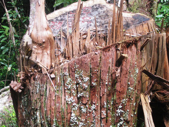 Một trong hàng trăm gốc cây pơ mu bị đốn hạ tại vùng rừng phòng hộ, xã biên giới Lưu Kiền.