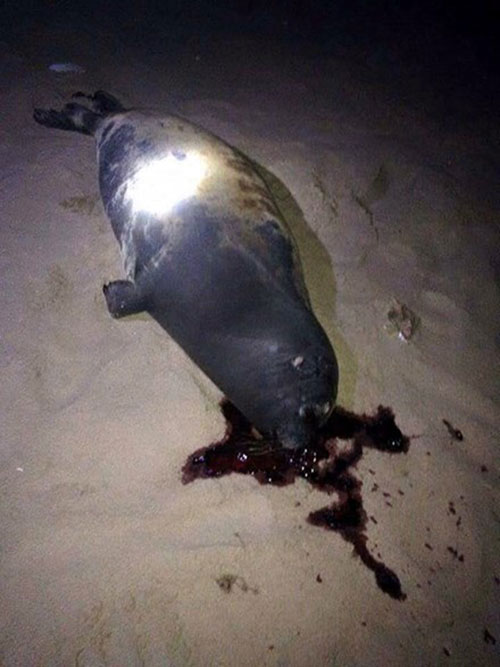 
Con hải cẩu bị giết hại ở bãi Dương, Bình Thuận
