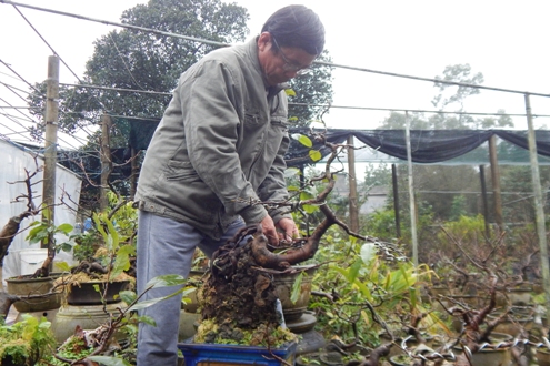 
Ông Lam đang chăm sóc một chậu mai trồng trên đá tại nhà vườn của gia đình. Ảnh: Công Lý.
