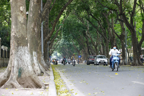 
Những hàng sấu cổ thụ như một mái che hình vòm kéo dài dọc cả tuyến phố.
