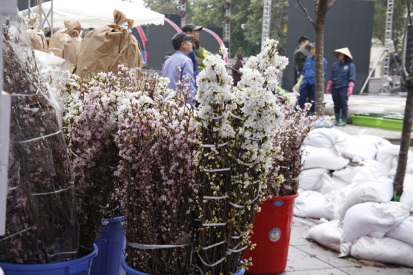 
Hơn 10.000 hoa anh đào đã tập kết tại Vườn hoa Lý Thái Tổ.
