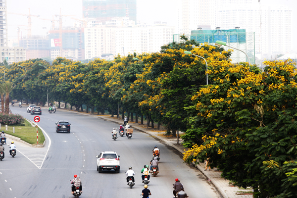 
Đại Lộ Thăng Long rực rỡ với hoa điệp vàng.
