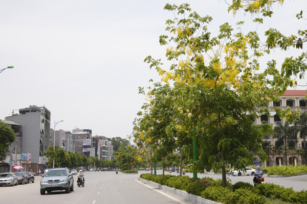 
Hàng muỗng hoàng yến được trồng trên dải phân cách đường Nguyễn Văn Huyên.
