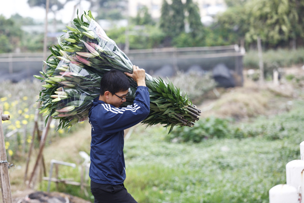 
Giá bán hoa ly thời điểm hiện tại chỉ bằng 1/3 so với giá bán trong dịp Tết.
