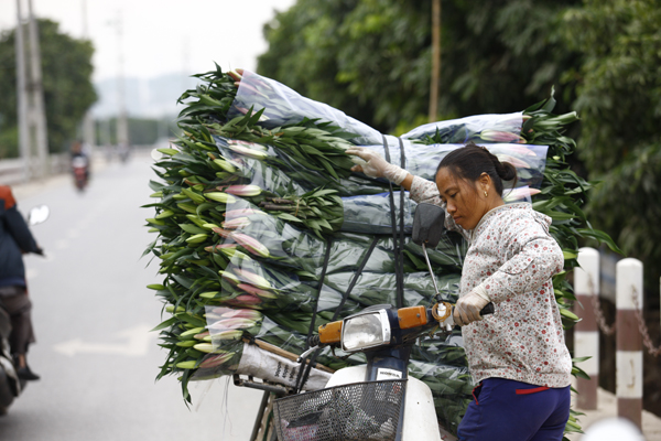 
Nếu thời tiết vẫn nắng ấm kéo dài, người chơi sẽ khó tìm mua được hoa ly tươi trong những ngày Tết.
