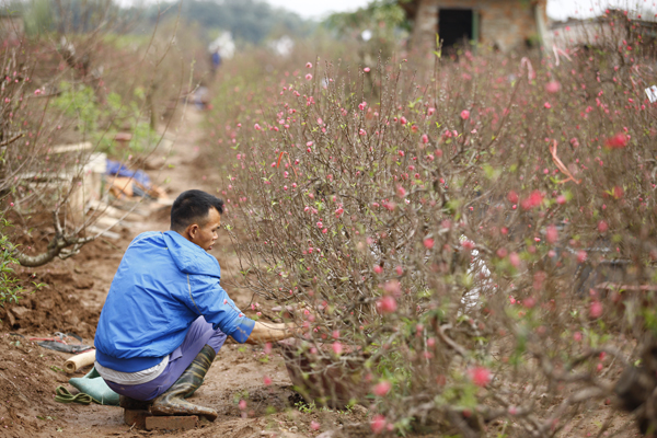 
Thời gian này cũng là thời điểm kiếm thêm của nhiều nông dân chuyên đi chăm sóc cây cảnh thuê.
