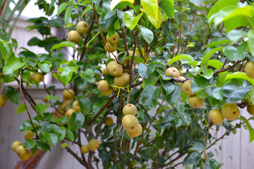 Một cây lê giống Châu Á có mặt trong vườn nhà Thu Phương, được ông bầu Dũng trông cách đây 4 năm, rất sai quả. Đây cũng là loại quả mà các con Thu Phương rất thích vì chúng ngọt và mát.