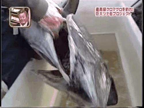 
Cá ngừ vây xanh được đánh bắt với quy trình hết sức nghiêm ngặt.
