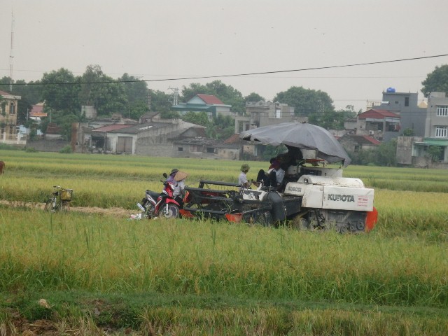 Người dân hối hả thu hoạch lúa dưới trời mưa trước khi bão đổ bộ vào