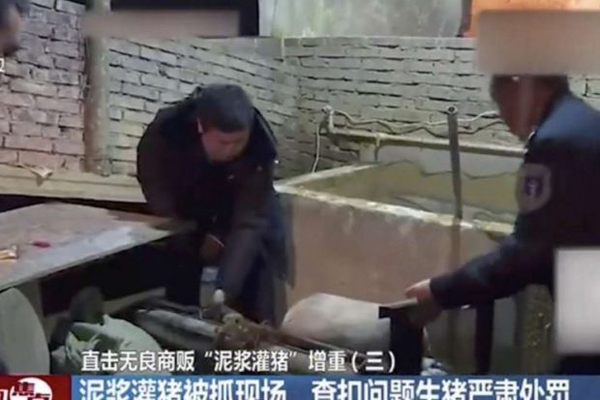 
Một con lợn đang bị người bán lợn bơm bùn vào dạ dày. Ảnh: SCMP

