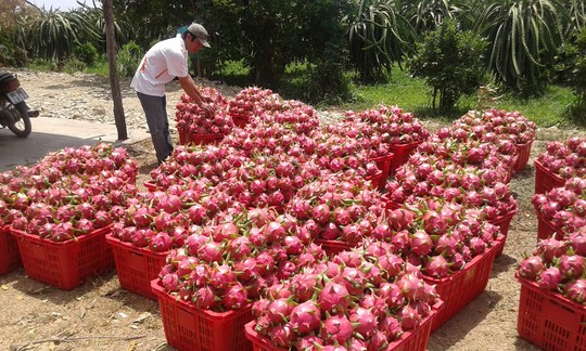 Được mùa rớt giá luôn là sự ám ảnh của người trồng trái cây Việt Nam (ảnh: Người lao động)