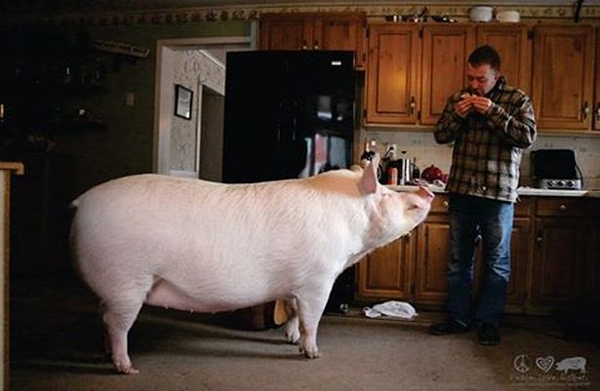 
Lúc mới đưa lợn Esther về nuôi khi nó mới được 6 tuần tuổi và nặng chưa tới 2kg, Steve Jenkins và Derek Walter đã nghĩ rằng họ sẽ có một cuộc sống vui vẻ bên con vật cưng. Những người bán lợn đã nói với cặp đôi rằng Esther sẽ nặng hơn 30kg.
