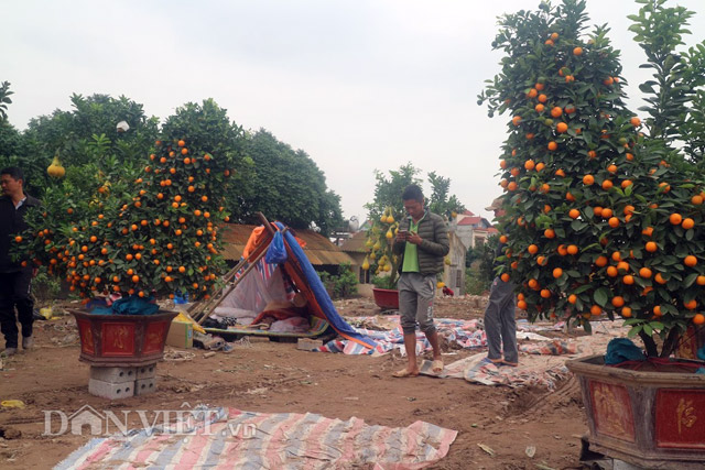 Cặp quất g&agrave; nh&igrave;n từ ngo&agrave;i đường v&agrave;o