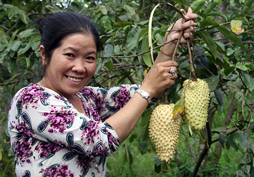 Nông dân miền Tây dùng biện pháp bao trái biến quả mãng cầu màu xanh chuyển sang màu vàng. Ảnh: Cửu Long