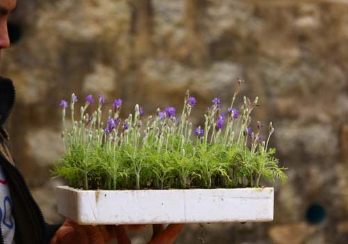 Hoa lavender được ươm trong gi&aacute; thể, chỉ 2 tuần l&agrave; c&acirc;y đ&atilde; ra hoa.