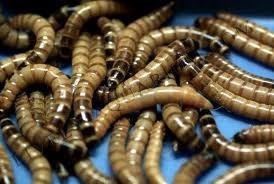Sâu gạo (Superworm) từng được nuôi rộng rãi tại các tỉnh miền Trung và Nam Bộ, mang lại thu nhập tốt cho người dân trước khi bị cấm. Ảnh: Hạ Minh. 