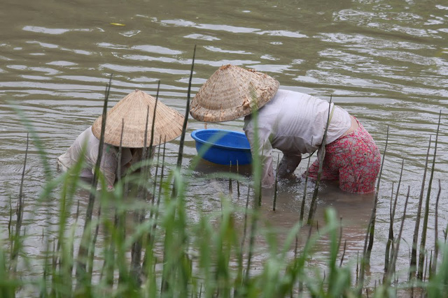 
Ngâm mình lâu dưới nước bị ô nhiễm dễ mắc bệnh phụ khoa. Ảnh: N. Viên
