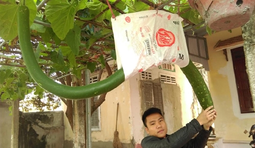 Quả bầu d&agrave;i bất thường ở Thanh H&oacute;a. Ảnh: Lam Sơn.