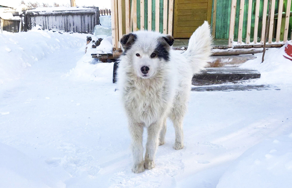 
Con chó được miêu tả như anh hùng khi nỗ lực sưởi ấm cho cậu chủ nhỏ trong hai ngày. Ảnh: The Siberian Times
