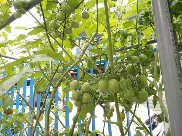 Cà chua có nhiều giống nhưng cà chua bi là dễ trồng hơn cả.