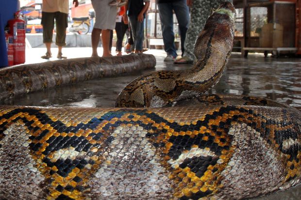 
Trăn khổng lồ siết chết một người ở bang Terengganu, Malaysia.
