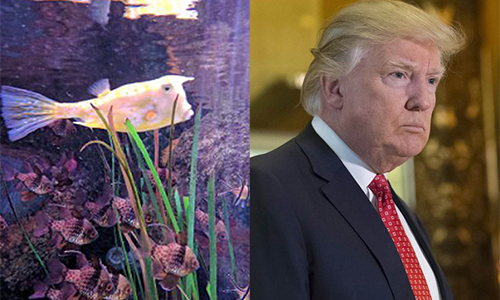 
Con cá cảnh ở Anh được cho là có nhiều nét tương đồng với Tổng thống Trump. Ảnh: KNS, NBC

