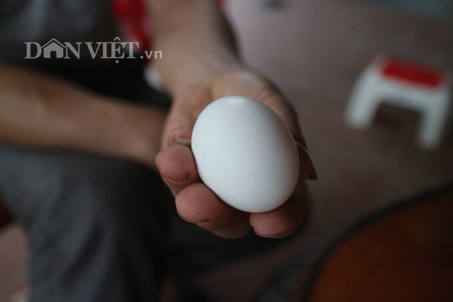 Trứng gà Ai Cập được thị trường ưa chuộng, bán chạy đem lại nguồn lợi ổn định cho người chăn nuôi (Ảnh minh họa: Phú Lãm).
