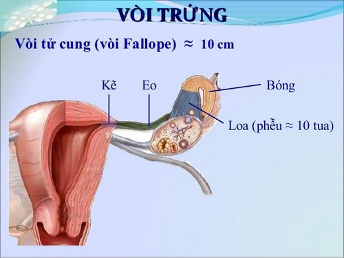 Hình ảnh vòi trứng gồm 4 đoạn.