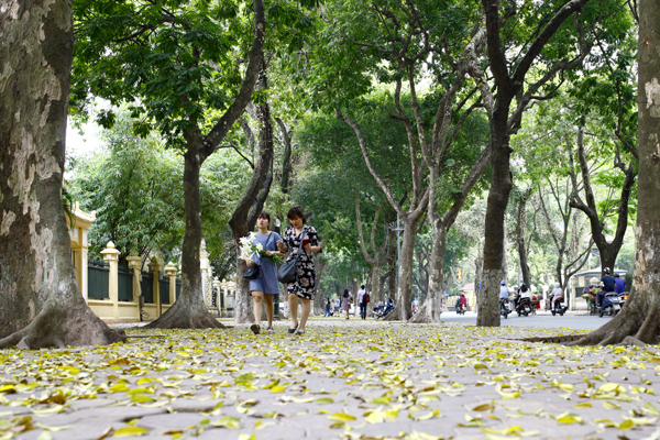 
Những ngày này, Hà Nội như bước vào một mùa thu mới với lá vàng rụng đầy các con phố. Ảnh: Chí Cường

