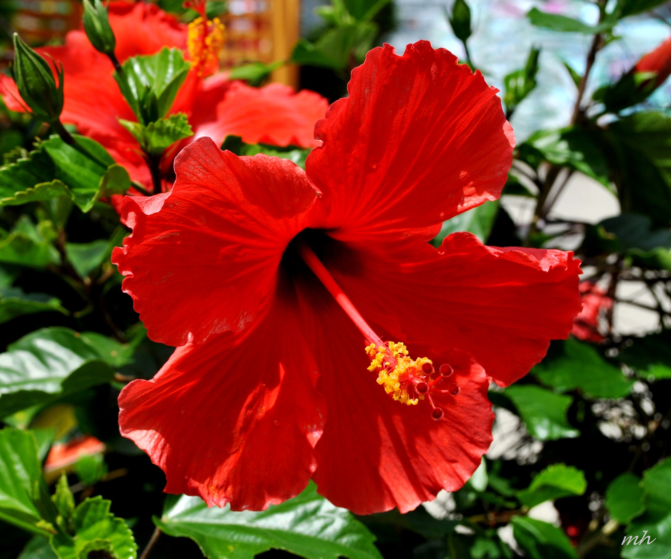 Hoa dâm bụt cho son có màu đỏ tươi