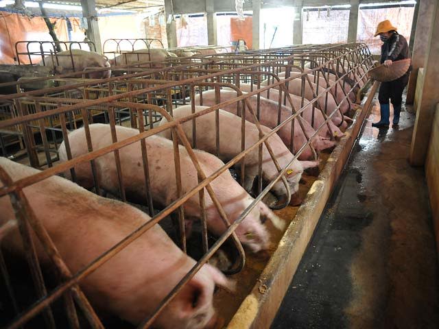 Giá thịt lợn được dự báo sẽ giảm tiếp vào những tháng mùa hè