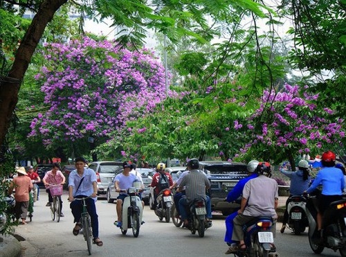 
Sắc tím bằng lăng đã bắt đầu phủ trên các con phố Hà Nội. Hình minh họa
