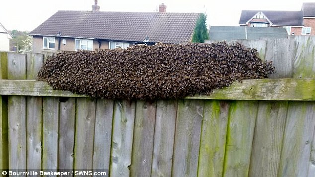 
Đàn ong khổng lồ bu kín hàng rào.
