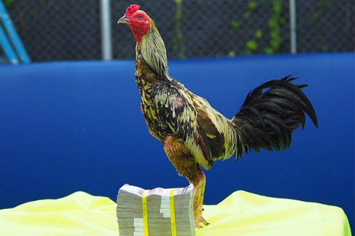 Con gà trống giống Phama Mahwing được bán với giá 1 triệu baht. Ảnh: Bangkok Post