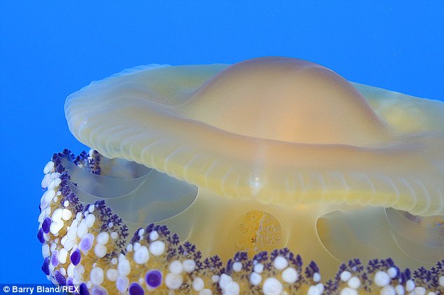 
Vẻ ngoài của loài sứa Fried Egg Jellyfish ở bờ Địa Trung Hải giống hệt món trứng ốp la.
