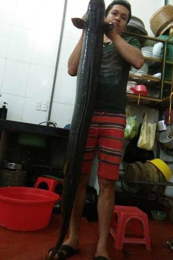 Con cá lệch dài 1,7 m. Ảnh: CTV.