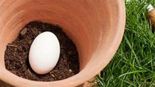 Một quả trứng sẽ thay thế cho phân bón hóa học. Ảnh: Naturalways.